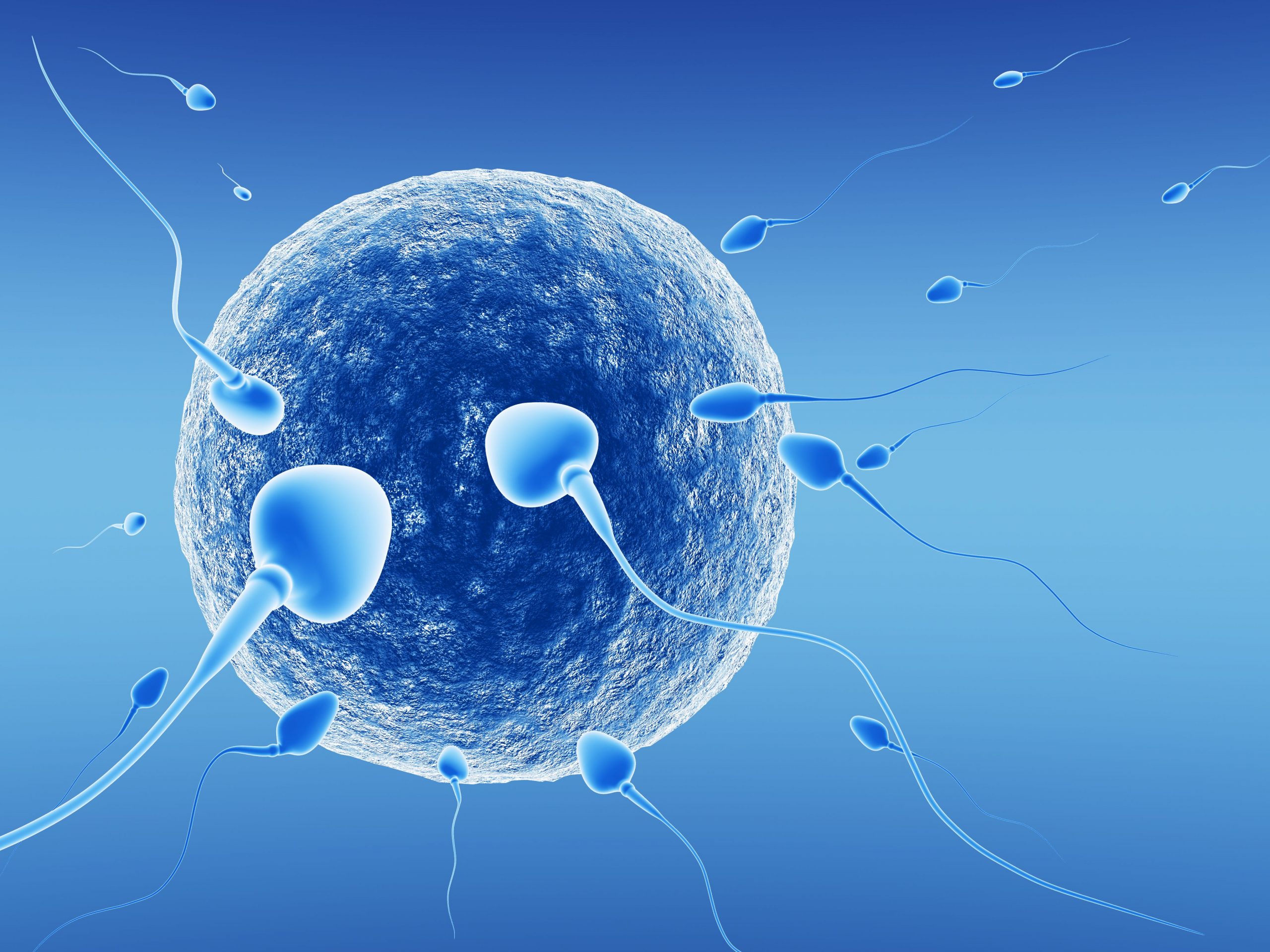 Komórka jajowa – zaskakujące fakty!