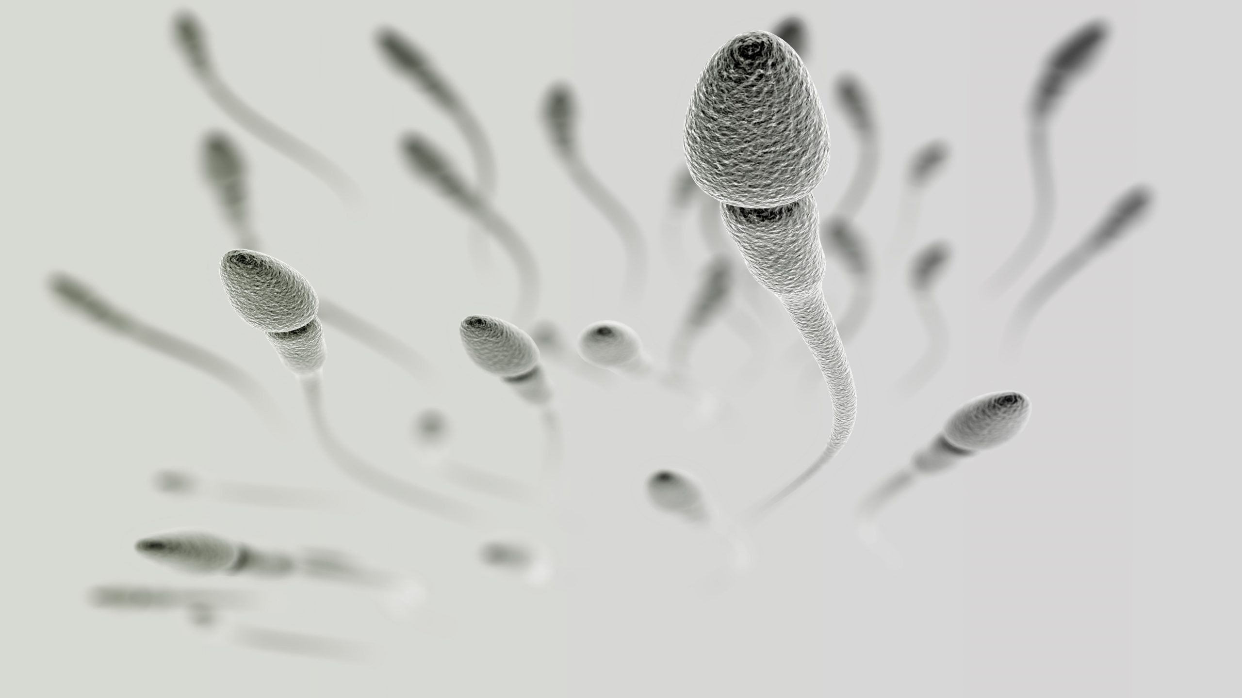 Jak powstają i ile żyją plemniki – kilka ciekawostek na temat spermatogenezy