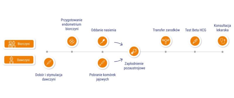 in vitro z komórką jajową dawczyni krok po kroku