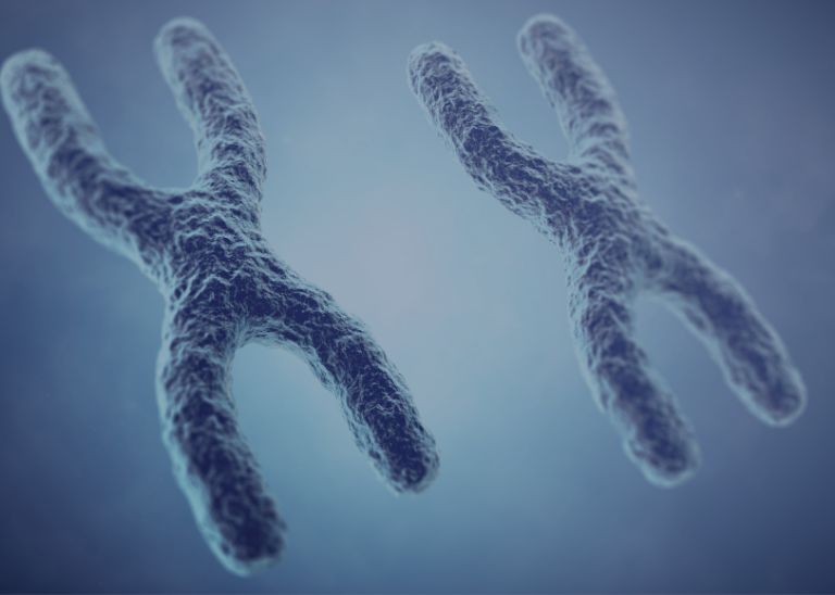 grafika przedstawiająca chromosomy w badaniu kariotypu w Katowicach