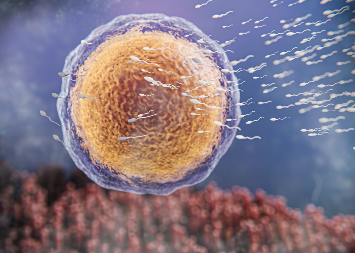 Dawstwo komórek jajowych i nasienia w IVF