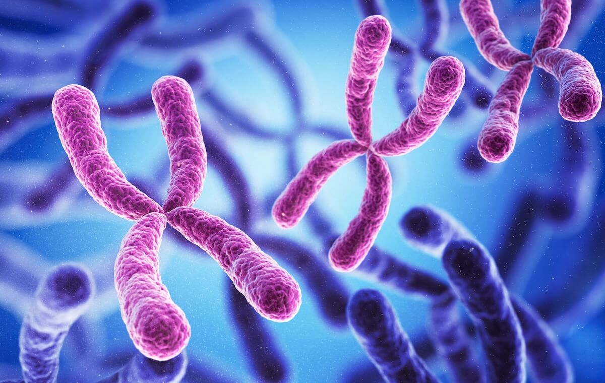 Kolorowe chromosomy w mikroskopie