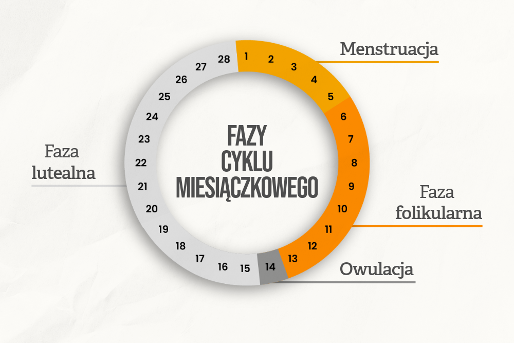 grafika koło jak wygląda cykl menstruacyjny